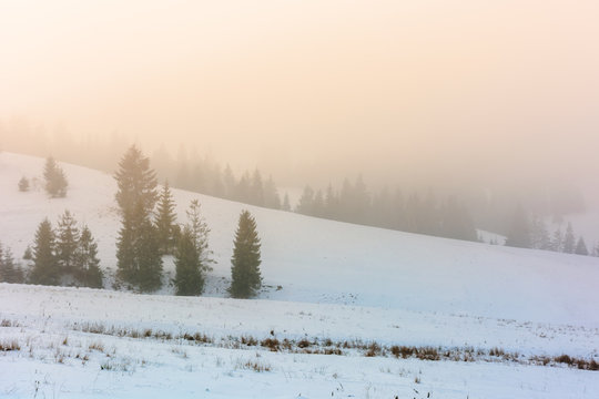 mountainous countryside in fog. glowing winter mist at sunrise. spruce trees on the snow covered meadow. mysterious scenery. bad weather concept