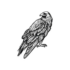  black raven crow bird vector