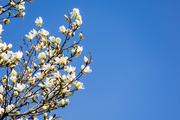 white magnolia blossom. beautiful nature scenery in spring. twigs with flowers on a blue sky background