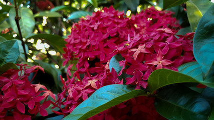 Flores no sert&atilde;o nordestino 