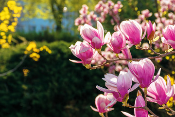Fototapeta premium pink blossom of magnolia tree. big flowers on the twig on a sunny day. garden nature background. happy springtime mood. spring has sprung
