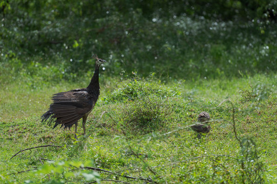 Wild female peacock hen with little chicks standing on ground in natural green surrounding
