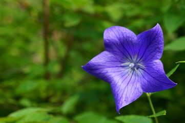 Close-up of a purple bellflower