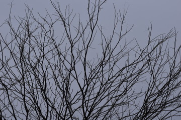 silhouette of a tree