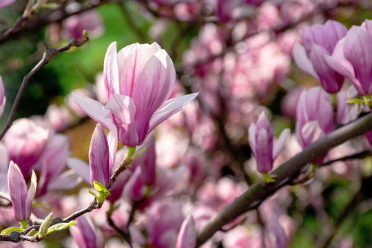 pink blossom of magnolia tree. big flowering on the twigs in sunlight. spring season in the garden. bright ornamental background
