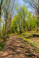 footpath through forest in spring. sunny weather. trees in vivid green leaves. 