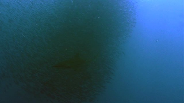Shark swims through school of fish