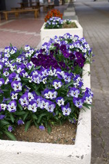 Many viola flowers on flowerbed