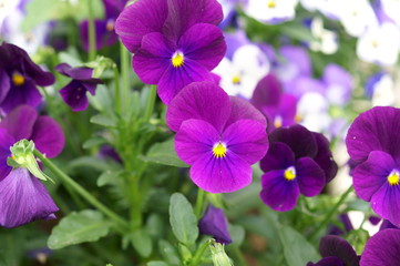 Many viola flowers on flowerbed