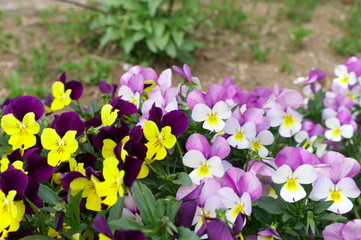 Many viola flowers on flowerbed