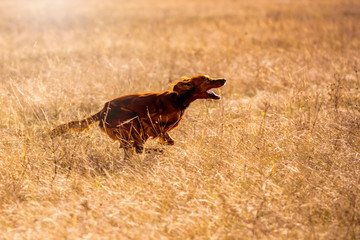 Irish red setter hunting. Dog run on field trial, outdoors, horizontal.