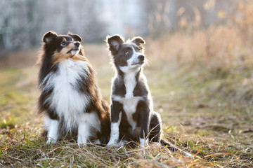 two dogs sitting together outdoors, shetland sheepdog and border collie puppy