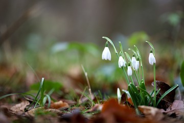 Perce-neige