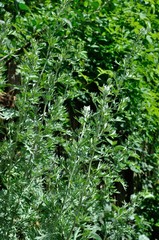 absinthe in a garden