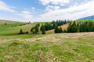 Obraz premium rolling hills of carpathian countryside in spring. beautiful rural landscape of ukraine. green grassy meadows and fluffy clouds on the blue sky
