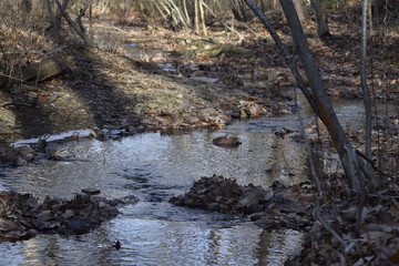 river in forest