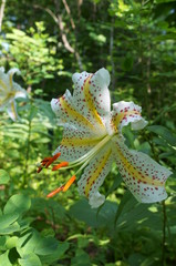 Lily flowers in the flowerbed of the botanical garden