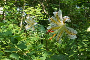 Lily flowers in the flowerbed of the botanical garden