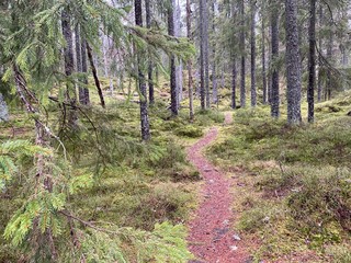 Trail in forest