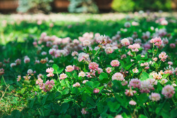 lots of pink clover flowers in a clearing on a Sunny day
