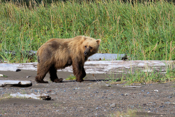 Brown Bear in Alaska