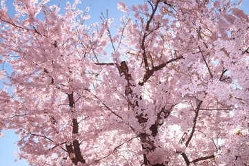Cherry Blossom Full bloom spring