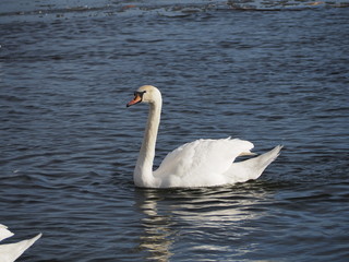 swan on lake