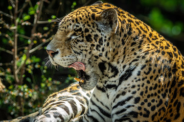 Fototapeta premium Jaguar / Onça Pintada (Panthera onca)