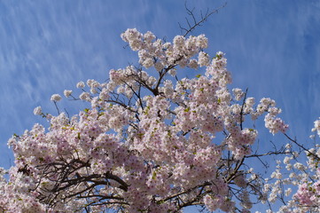 Cherry Blossom Full bloom spring