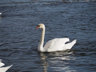 swan on lake