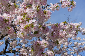 Cherry Blossom Full bloom spring