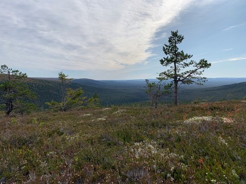Swedish mountains in summer