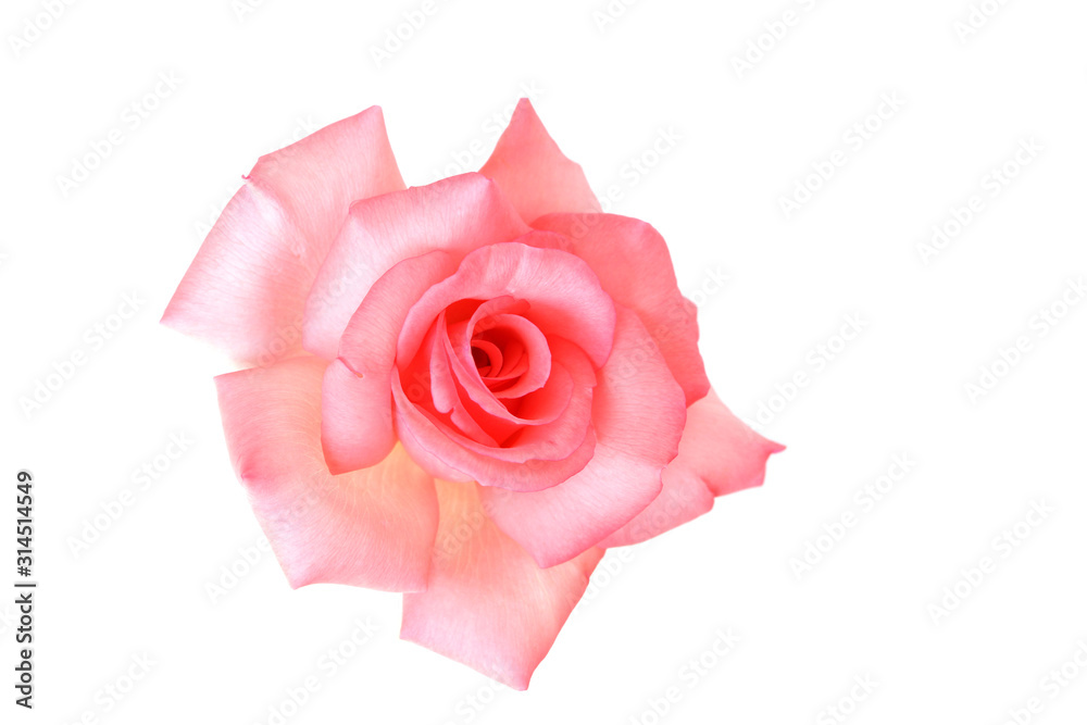 Wall mural Delicate pink rose with isolated white background 