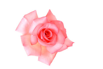 Delicate pink rose with isolated white background 