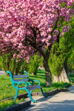 bench under the cherry blossom. alley on the embankment in springtime. beautiful urban scenery of uzhgorod with lanterns and grassy lawns in the morning. sunny weather with fluffy clouds on the sky