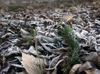 foglie a terra ricoperte di brina in inverno
