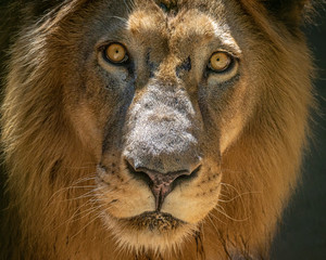 Lion / Leão (Panthera leo)