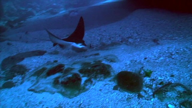 Eagleray in tunnel