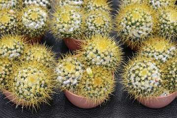 Cactus beautiful plant summer minimal style
