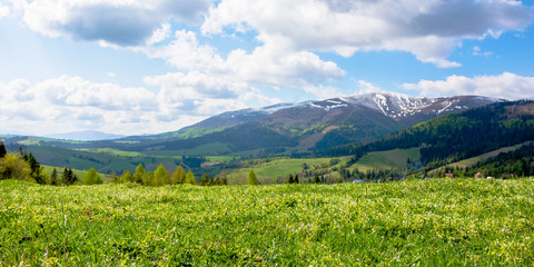 mountainous countryside landscape in spring. grassy meadow on top of a hill. mountain ridge with snow capped tops in the distance. sunny weather with clouds on the blue sky