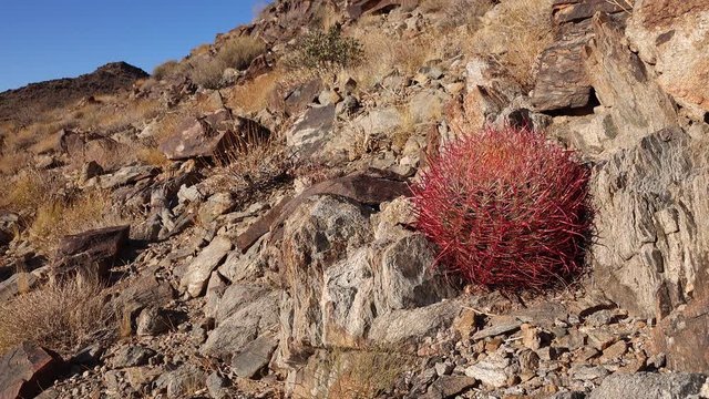 Desert barrel cactus Ferocactus cylindraceus, Joshua Tree National Park, south California.
