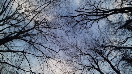 winter sky