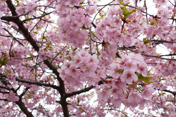 早春の武田神社の桜