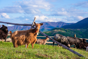 herd of goats on the alpine meadow in spring. beautiful rural scenery in evening light. mountain ridge in the distance. wonderful sunny weather with fluffy clouds on the blue sky