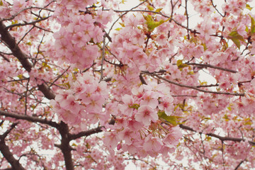 早春の武田神社の桜