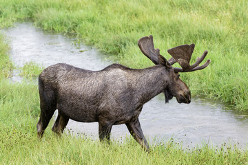 Naklejka na ściany i meble Colorado Wildlife. Moose in a Rain Storm. Shiras are the smallest species of Moose in North America