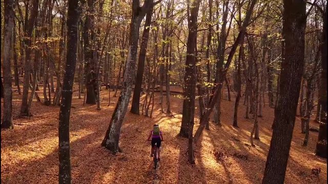 HD drone video with woman cyclist riding on a mountain bike trail in the ancient woods of Transylvania, at sunset, in a magical golden light 
