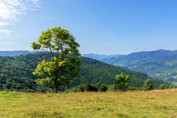 Fototapeta na wymiar tree on the meadow in mountain scenery. beautiful summer landscape on a sunny day. wonderful weather at high noon with clouds on the blue sky
