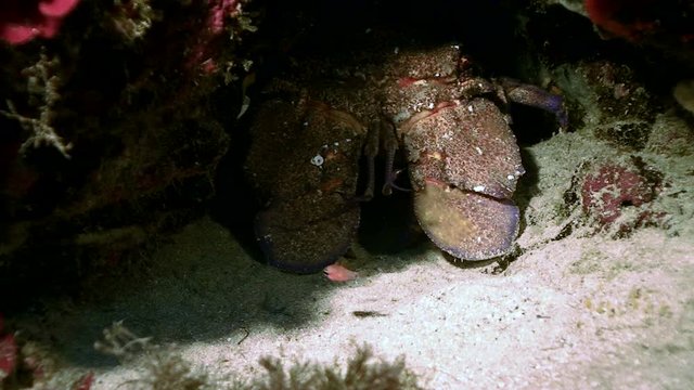 Slipper lobster in cave, underwater shot