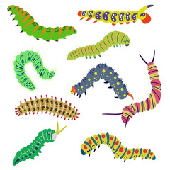 A set of isolated vector bright caterpillars drawn by hand. The larva of insects, butterflies, moth. Editable illustration on a white background - obrazy, fototapety, plakaty